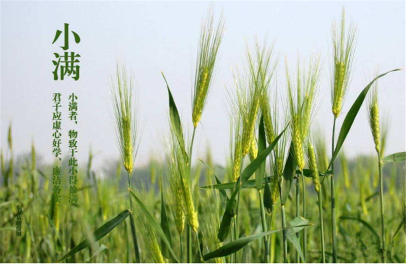 什么是二十四節(jié)氣“小滿”它的習俗又是什么？