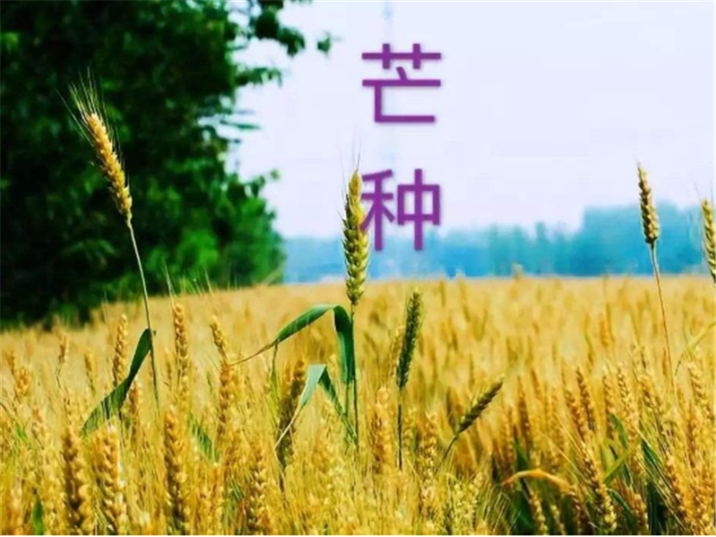 什么是二十四節(jié)氣——芒種？